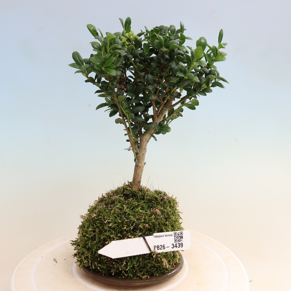 Kokedama s miskou – Ilex crenata – cesmína