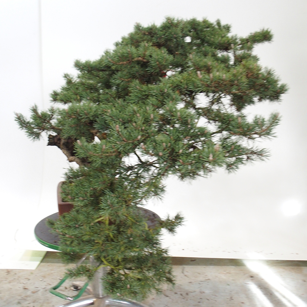 Yamadori - Pinus sylvestris Španielsko
