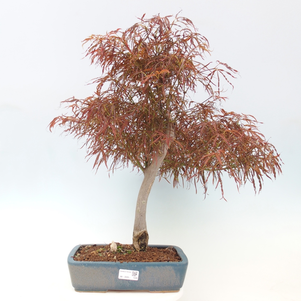 Vonkajší bonsaj - Acer palmatum RED PYGMY