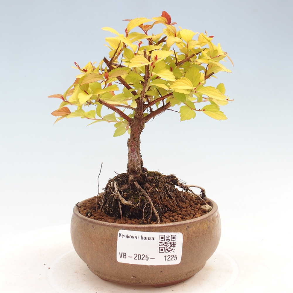 Vonkajší bonsai - tavoľník - Spirae Aurea