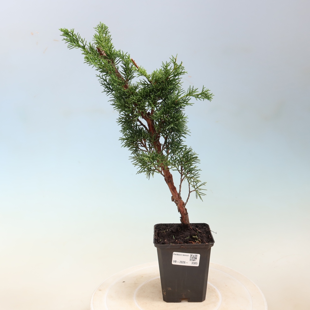 Vonkajší bonsaj - Juniperus chinensis Kishu