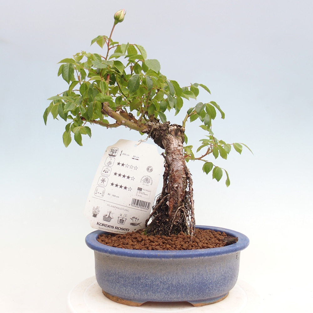Vonkajší bonsai - Rosa Kordes - ruža
