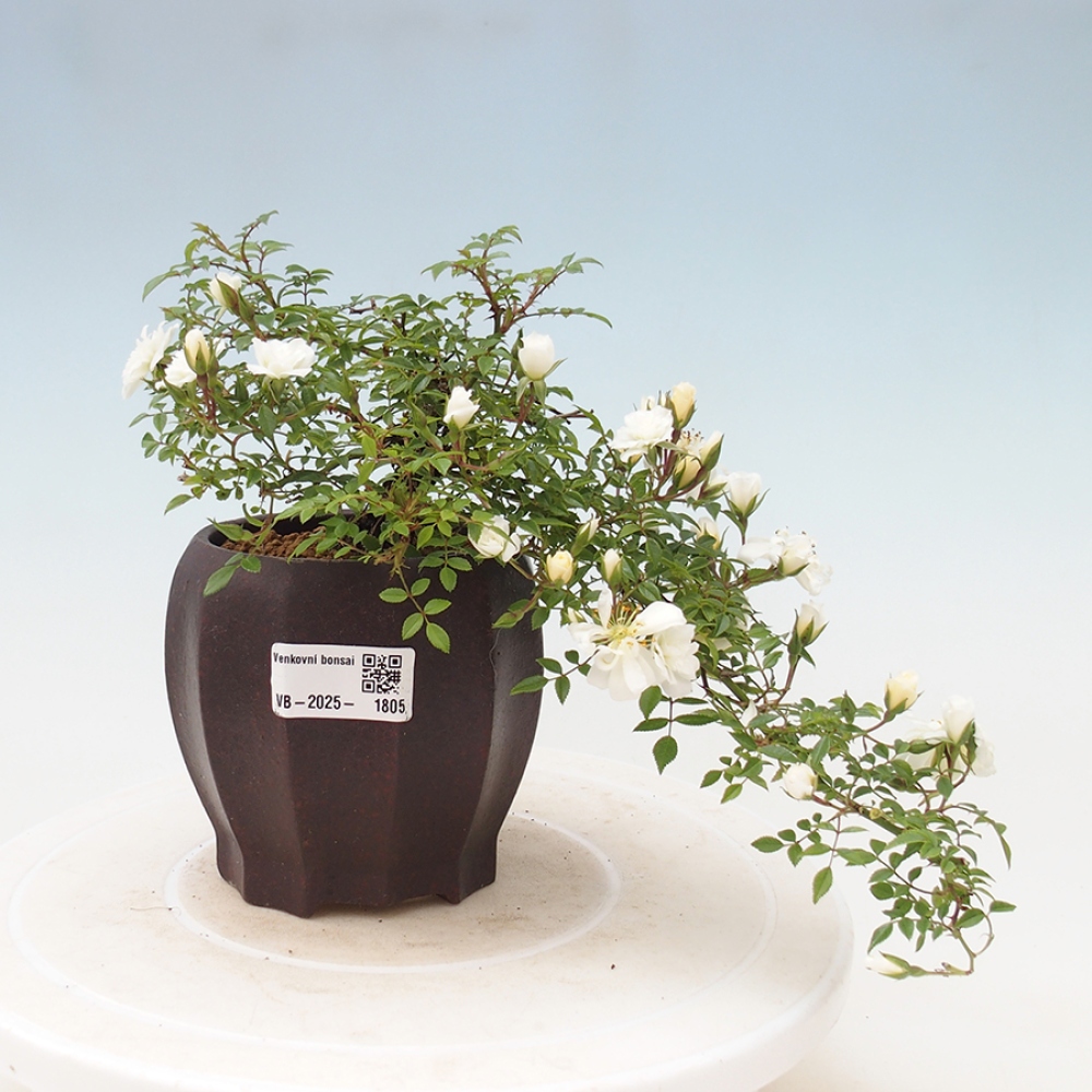 Vonkajší bonsai - Rosa Sea Foam - ruža