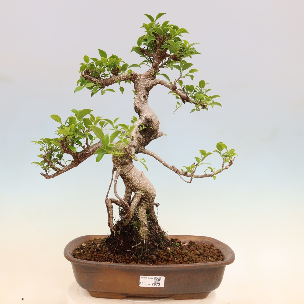 Izbové bonsaje - Ficus kimmen - drobnolistý fikus