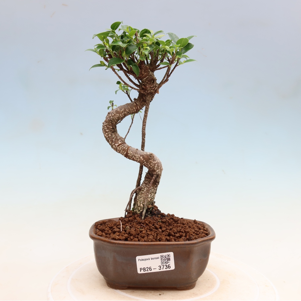 Izbové bonsaje - Ficus kimmen - drobnolistý fikus