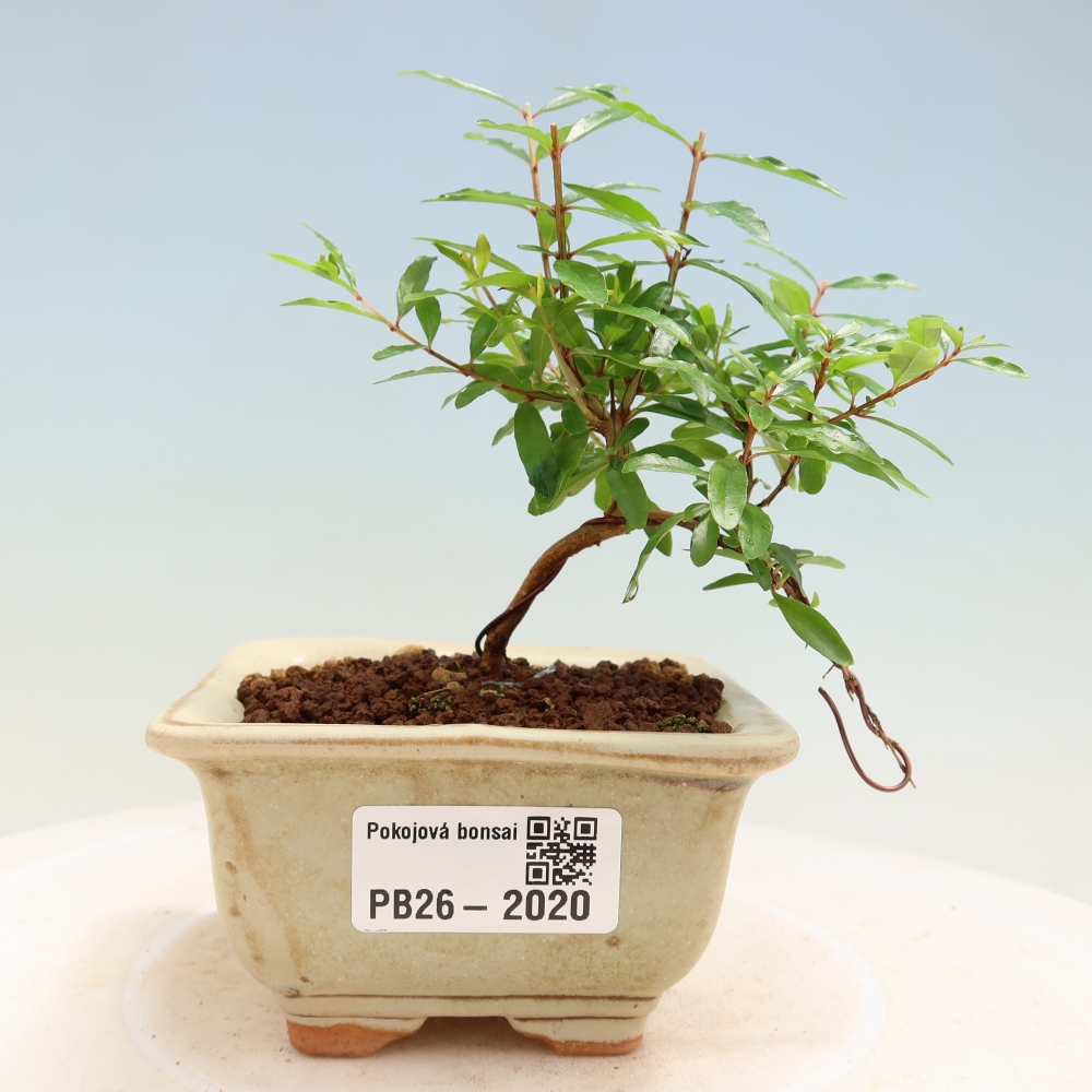 Izbový bonsaj-PUNICA granatum nana-Granátové jablko
