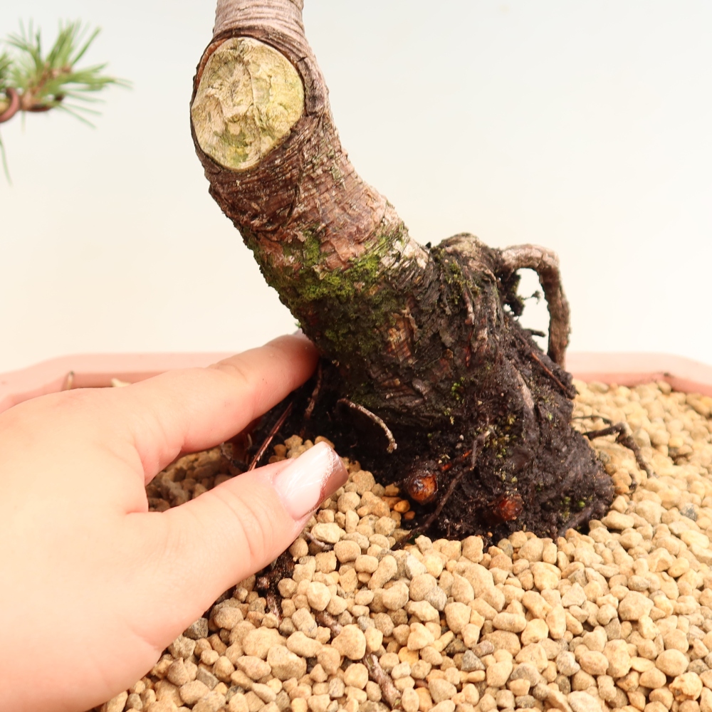 Vonkajšie bonsaje – Pinus mugo Humpy – borovica krivá
