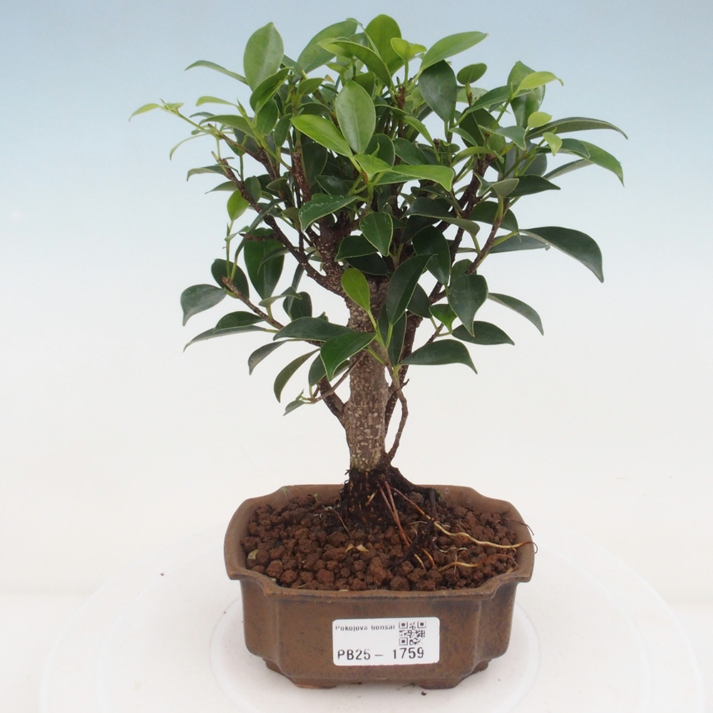Izbová bonsai - Malolistý fikus - Ficus kimmen