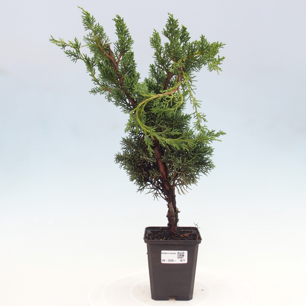 Vonkajší bonsaj - Juniperus chinensis Kishu