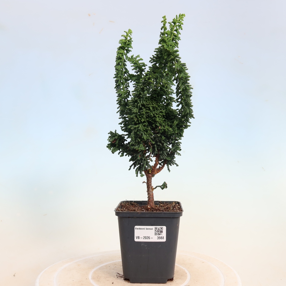 Vonkajší bonsaj - Cham. obtusa SEKKA HINOKI - Cypruštek