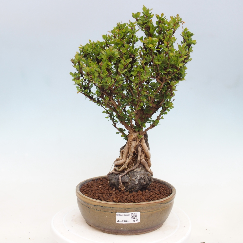 Vonkajšie bonsaje - Berberis coreana