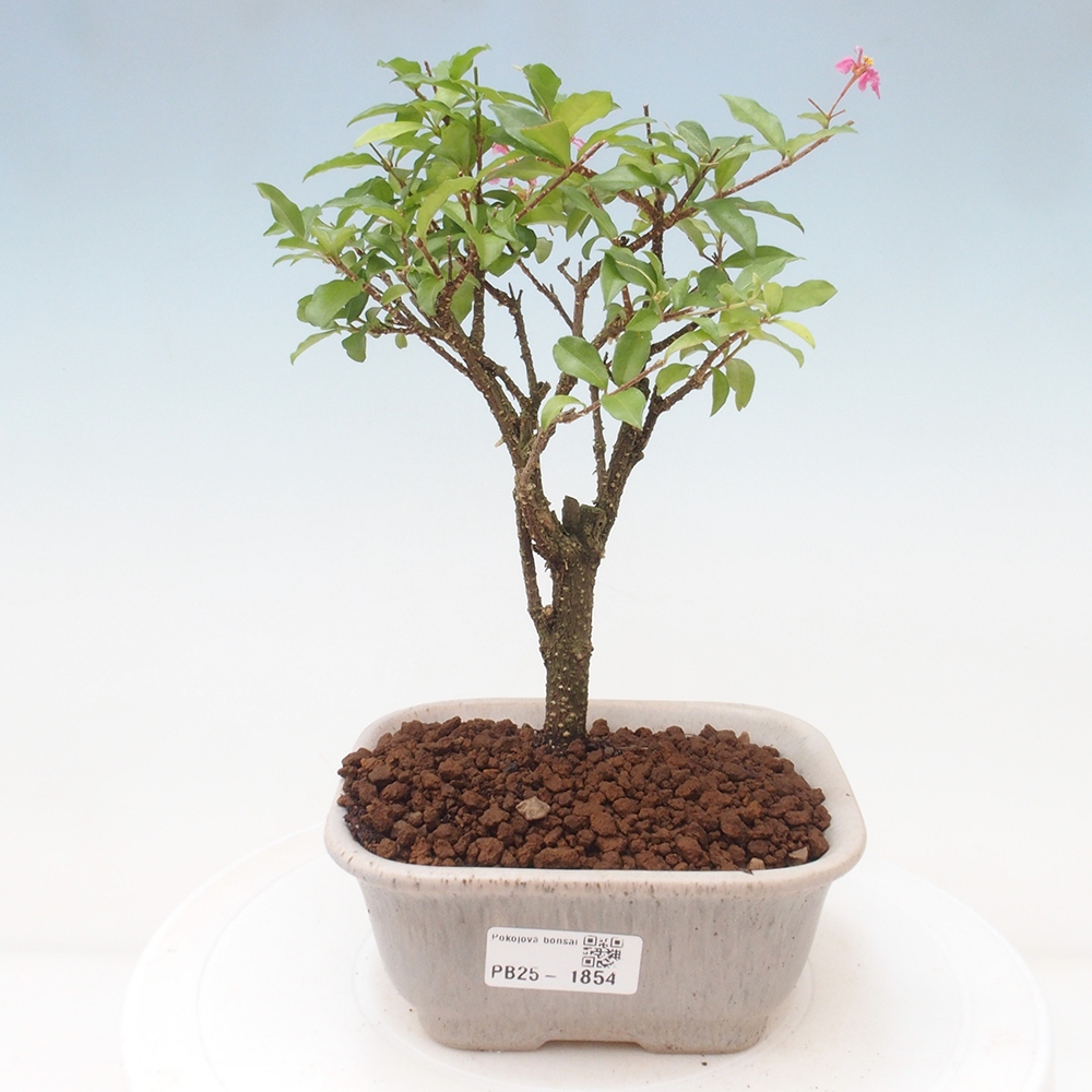 Izbová bonsai - Malpighia coccigera- Barbdorská čerešňa