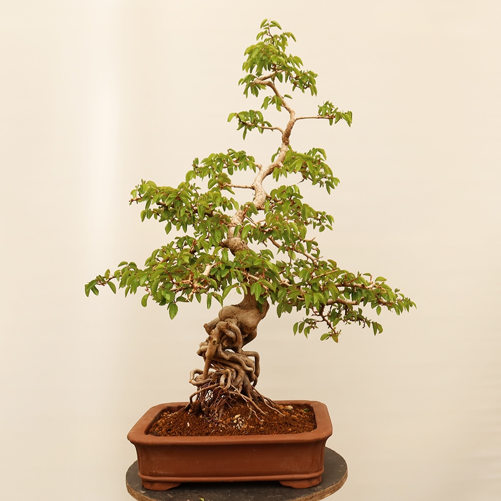 Vonkajší bonsai -Carpinus Coreana - Hrab kórejský