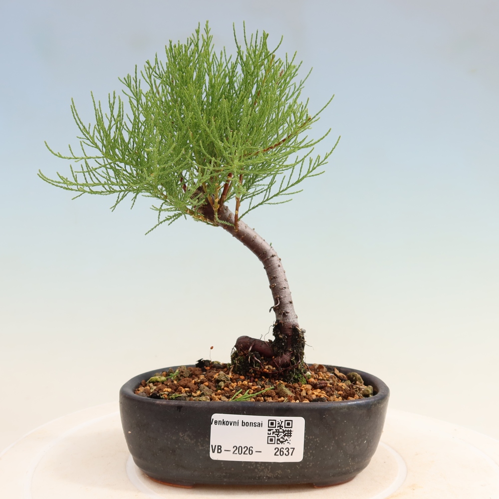 Vonkajšie bonsaje – Tamaryšek – Tamarix