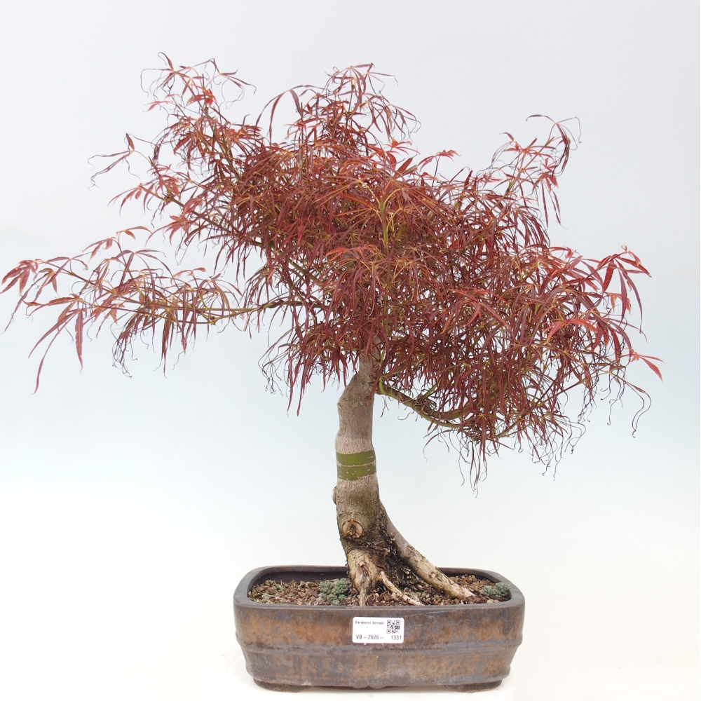 Vonkajší bonsaj - Acer palmatum RED PYGMY
