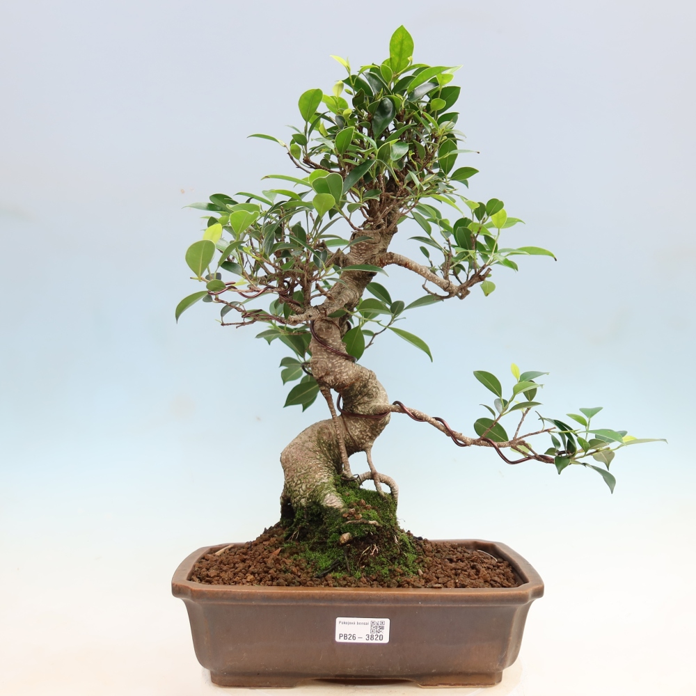 Izbové bonsaje - Ficus kimmen - drobnolistý fikus
