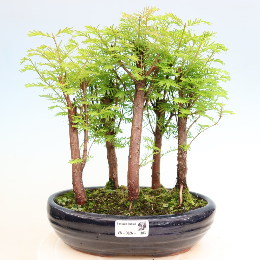 Vonkajší bonsai – Metasequoia glyptostroboides – čínska metasekvoja – hájik
