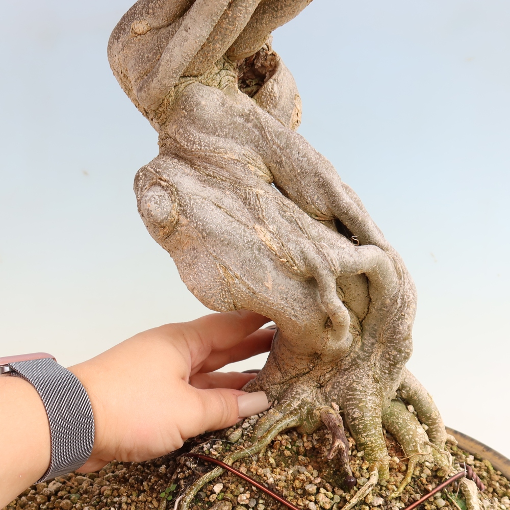 Vonkajšia bonsaj - Acer Buergerianum - Hamburgerový javor