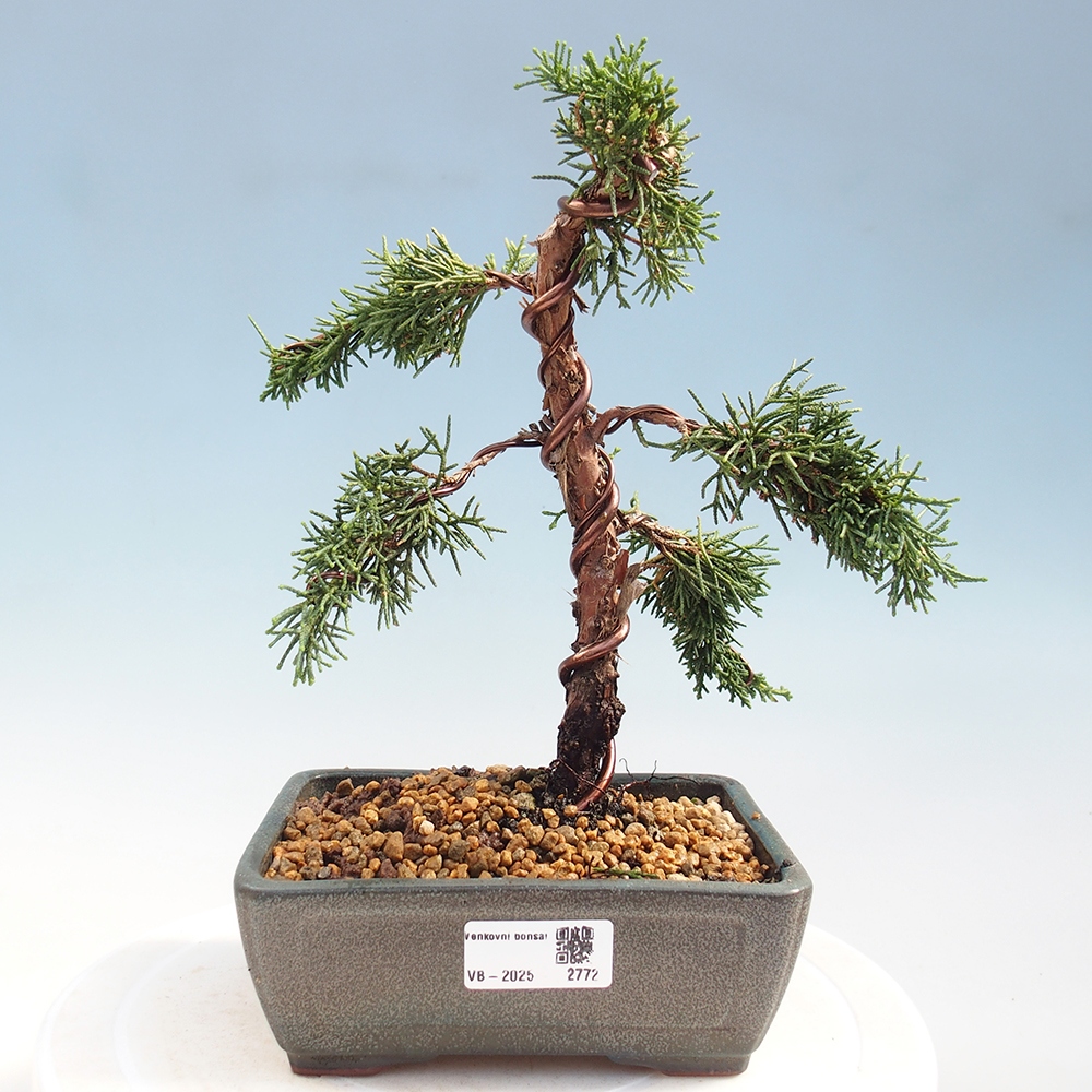 Vonkajší bonsai - Juniperus chinensis Kishu -Jalovec čínsky