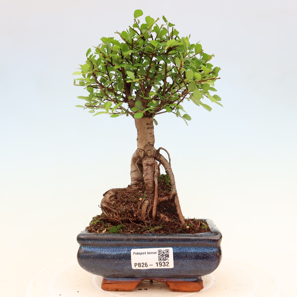 Izbový bonsaj - Ulmus parvifolia - brest malolistý