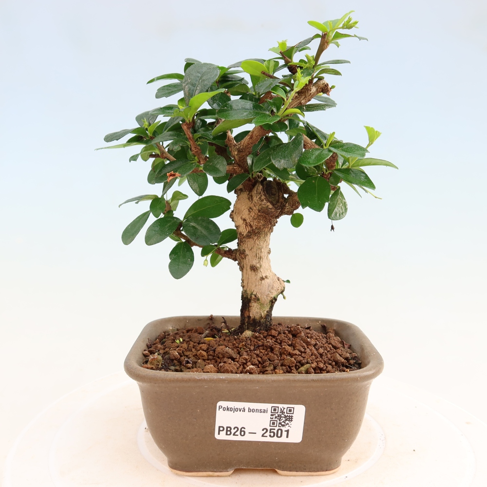 Izbové bonsaje - Carmona macrophylla - Tea fuki