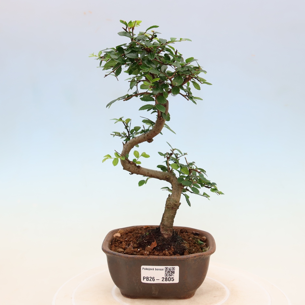 Izbový bonsaj - Ulmus parvifolia - brest malolistý