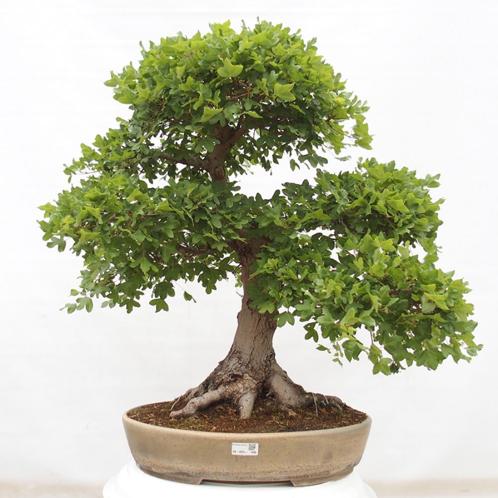 Vonkajší bonsai - Javor Francúzsky - Acer Nonspessulanum