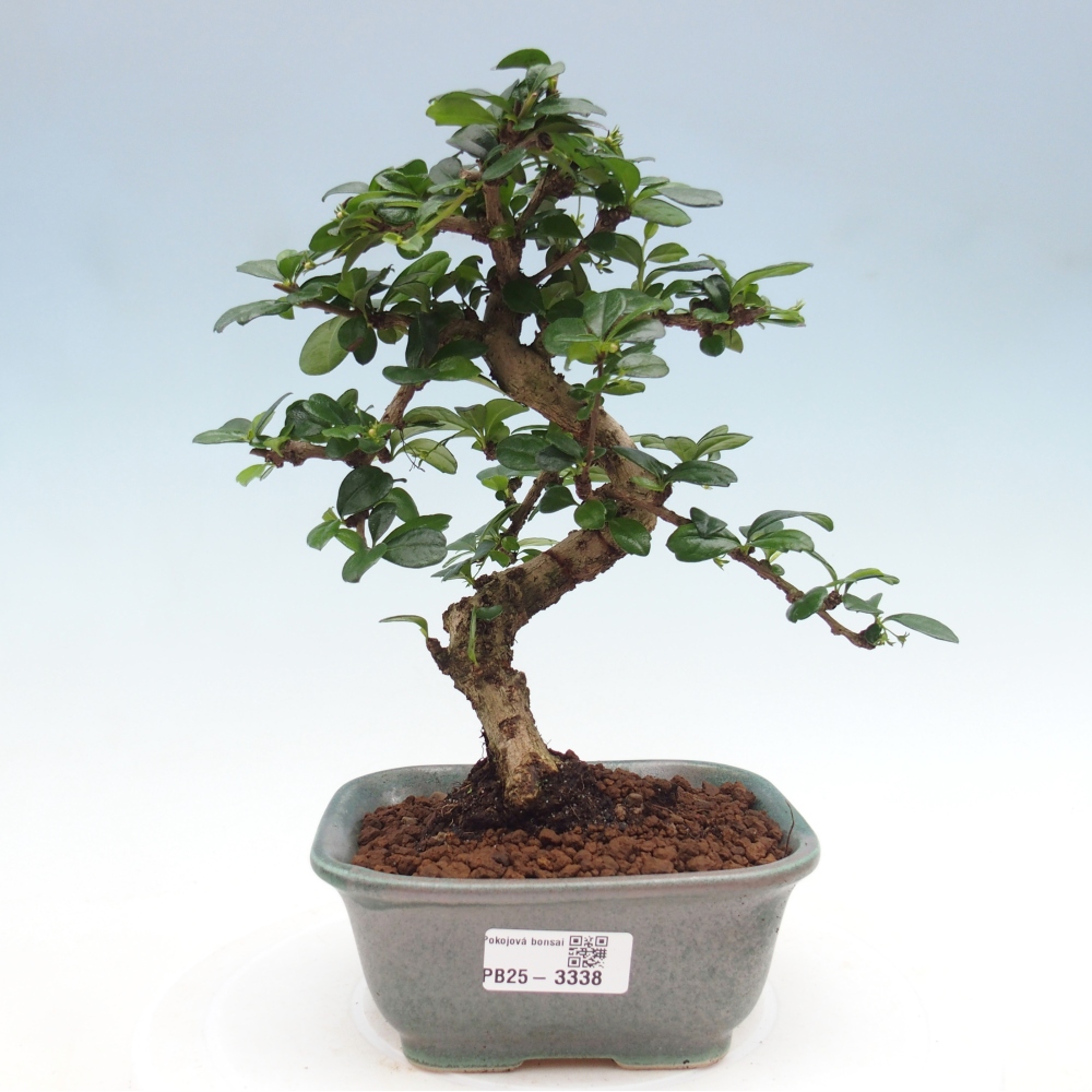 Izbová bonsai - Carmona macrophylla - Čaj fuki