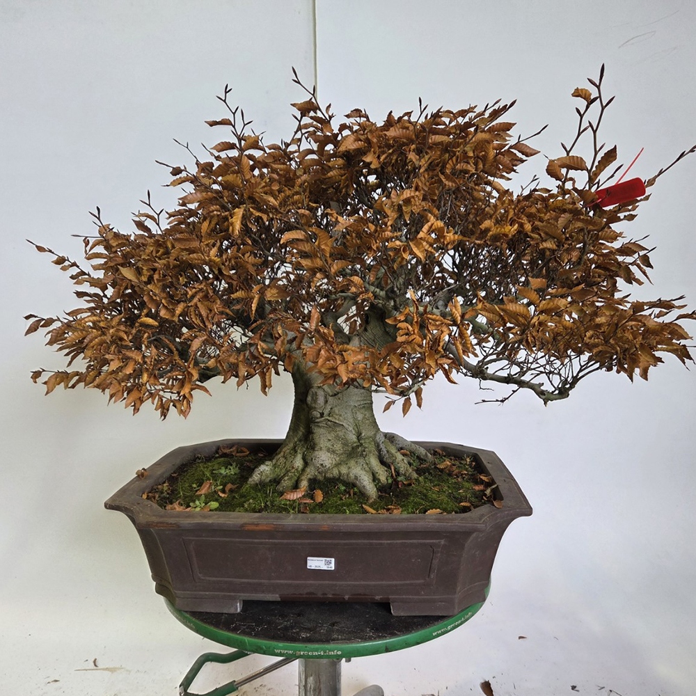 Vonkajšie bonsai -Fagus crenata