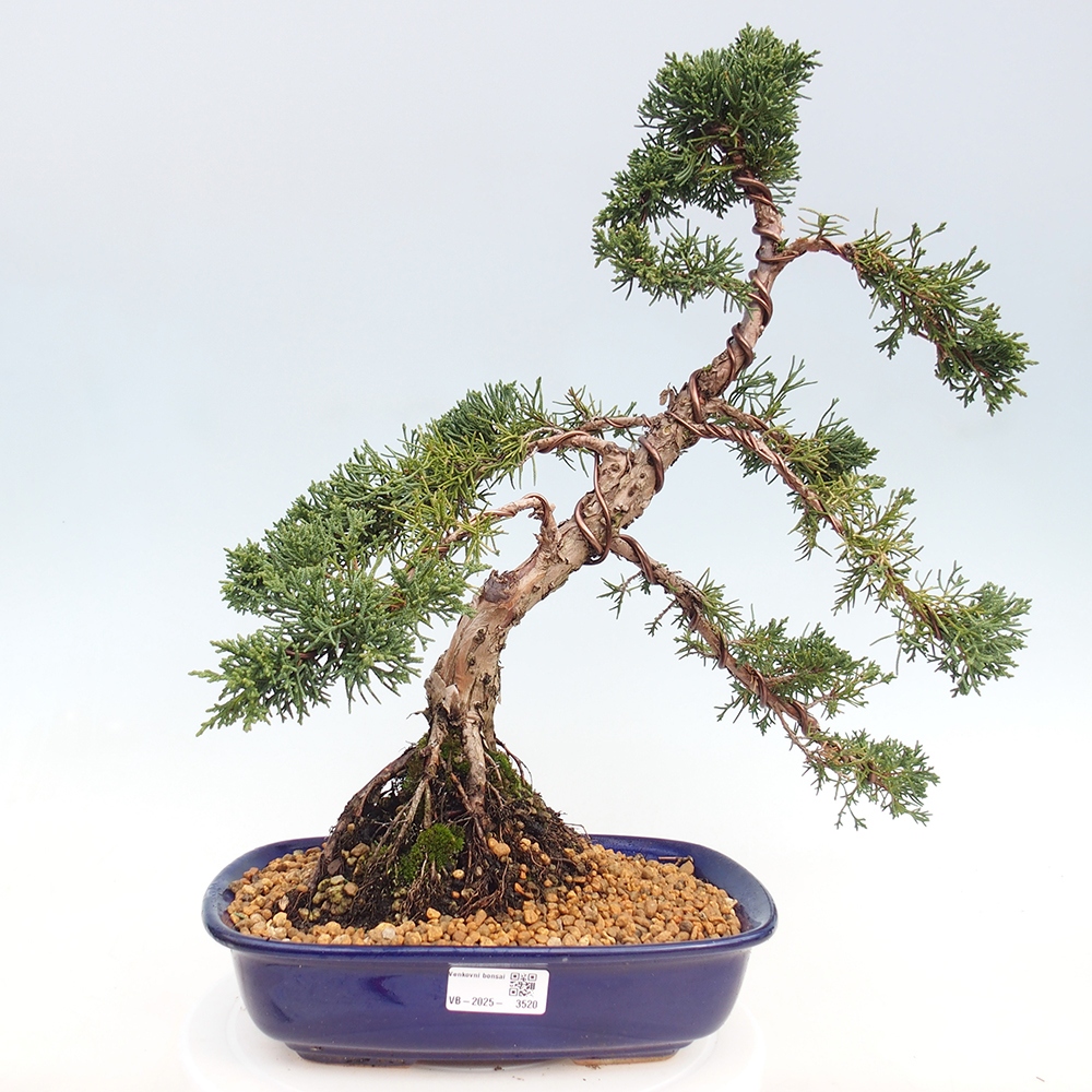 Vonkajší bonsaj - Juniperus chinensis Kishu