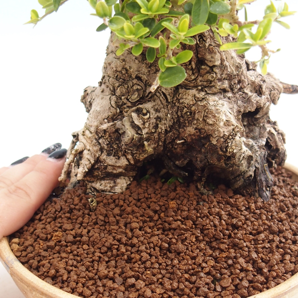Izbová bonsai - Olea europaea sylvestris -Oliva evropská drobnolistá