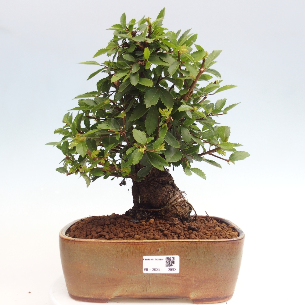 Vonkajšie bonsai - Zelkova - Zelkova Nirom