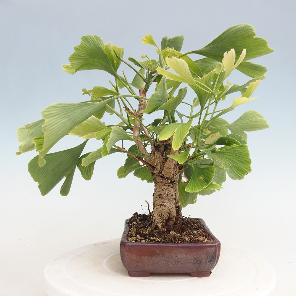 Vonkajší bonsai - Jinan dvojlaločný - Ginkgo biloba