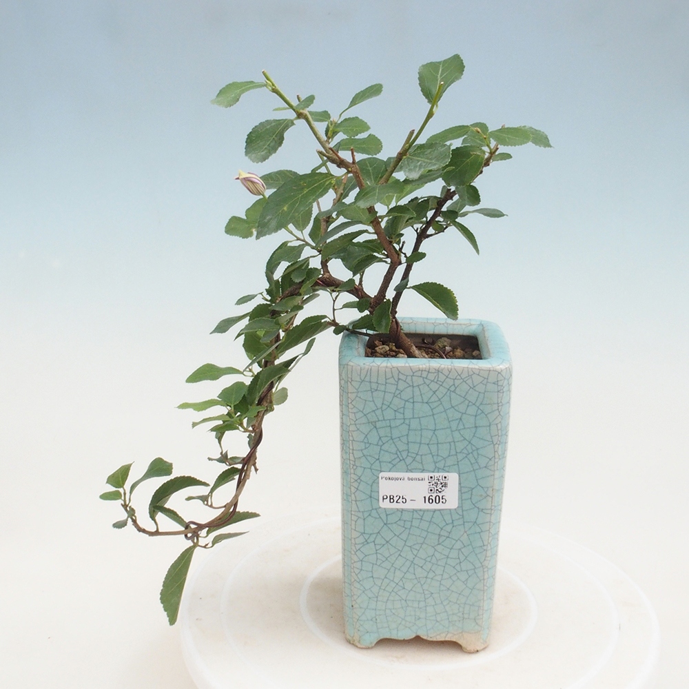 Izbová bonsai - Grewia occidentalis - Hviezdica levanduľová