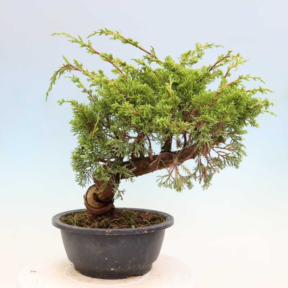 Vonkajší bonsai – Juniperus chinensis Itoigawa – čínsky jalovec