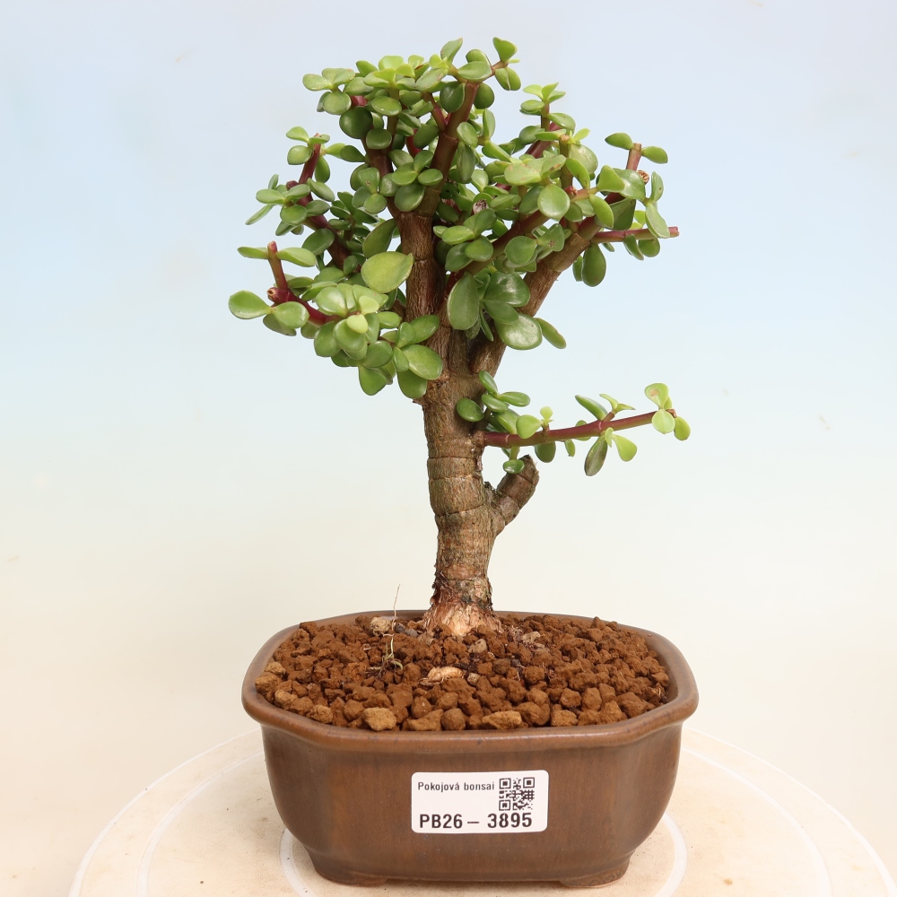 Izbové bonsaje - Portulakaria Afra - Tlustice