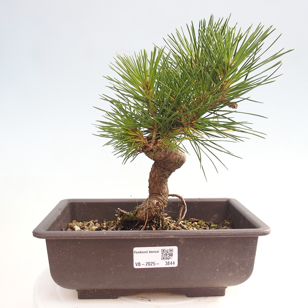Vonkajšie bonsaje - Pinus thunbergii - borovica Thunbergova