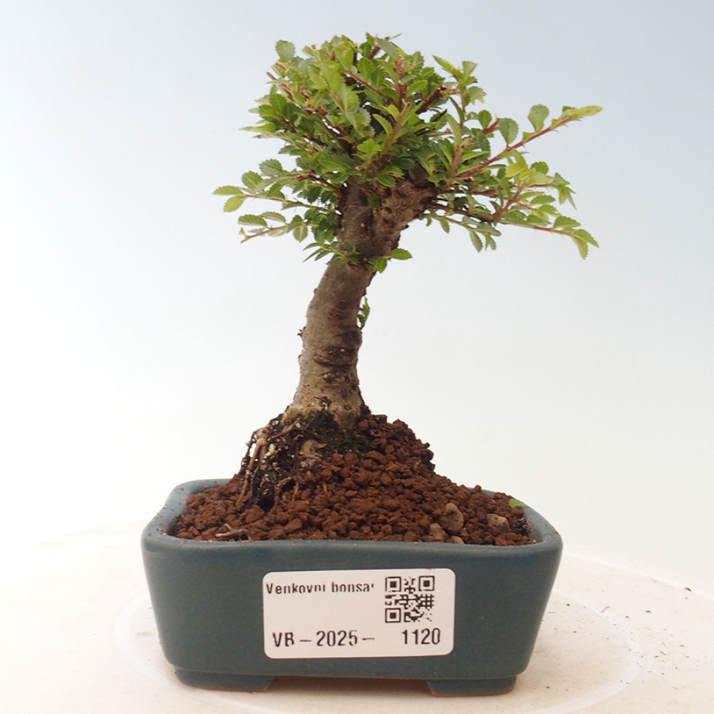 Vonkajší bonsai - Ulmus parvifolia Sagei - Malolistý brest
