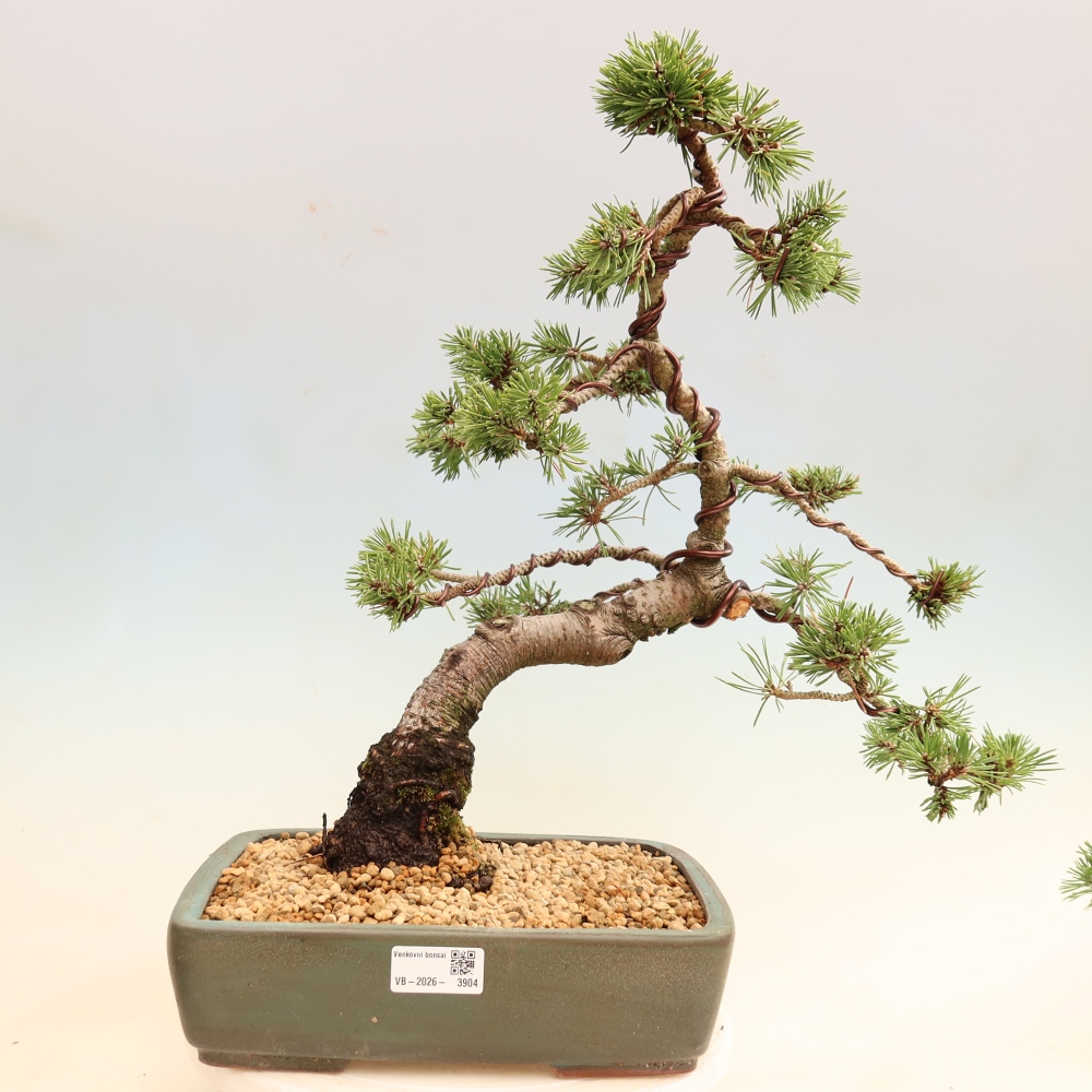 Vonkajšie bonsaje – Pinus mugo Humpy – borovica krivá