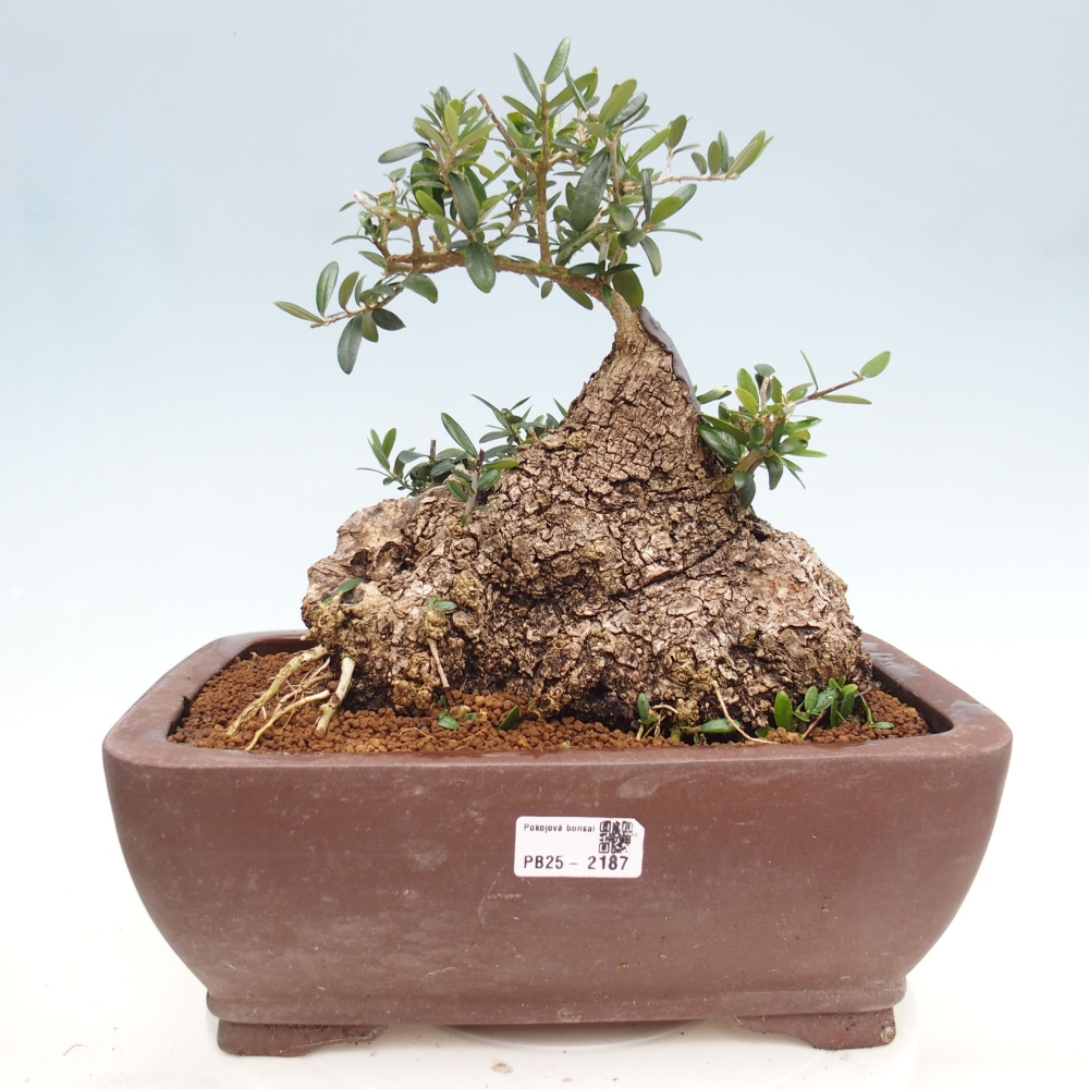 Izbová bonsai - Olea europaea sylvestris -Oliva evropská drobnolistá