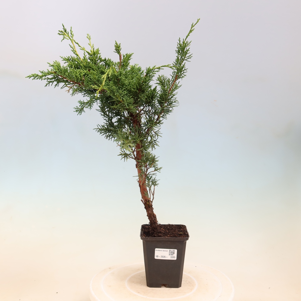 Vonkajší bonsaj - Juniperus chinensis Kishu