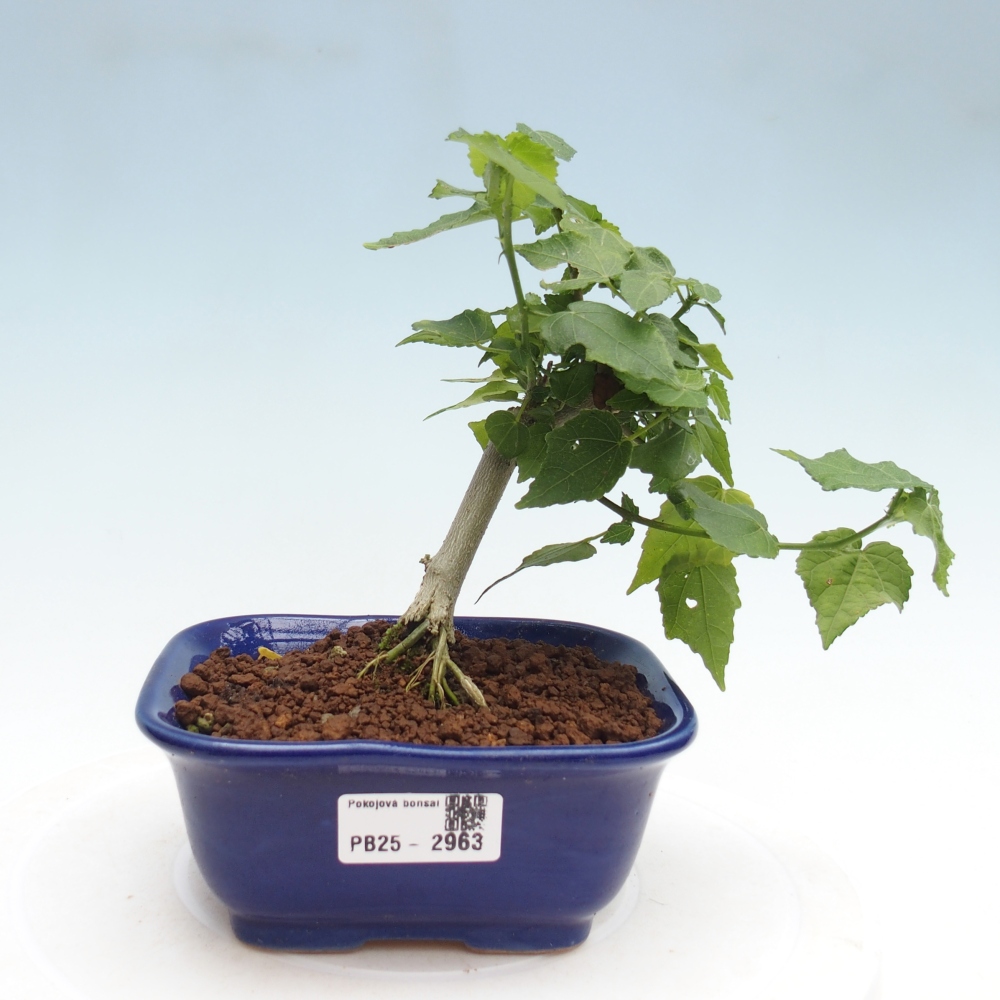 Izbová bonsai - Malvaviscus arboreus - ibištekovec drevnatý
