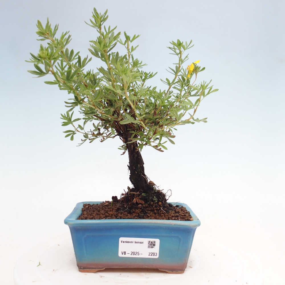 Vonkajšia bonsai-Nátržník krovitá - potentila fruticosa yellow Bird