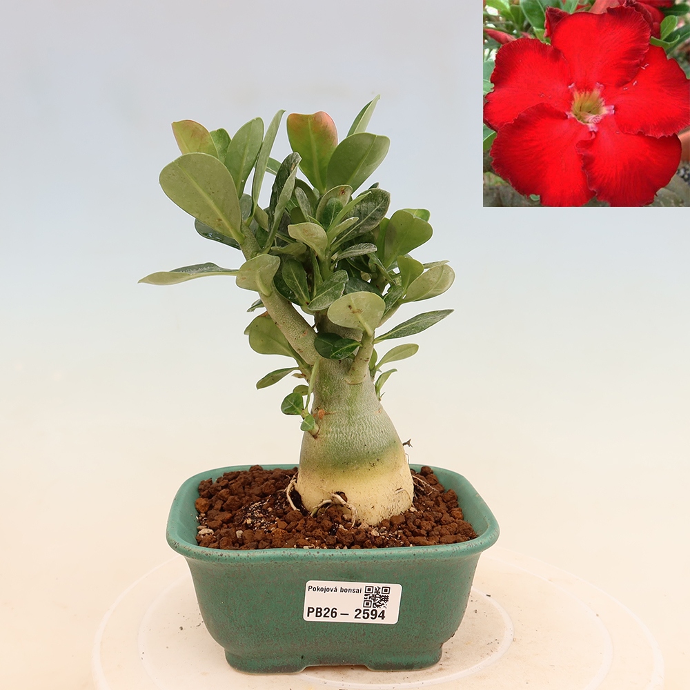 Izba bonsai – Adenium obesum Red Star – Púštna ruža