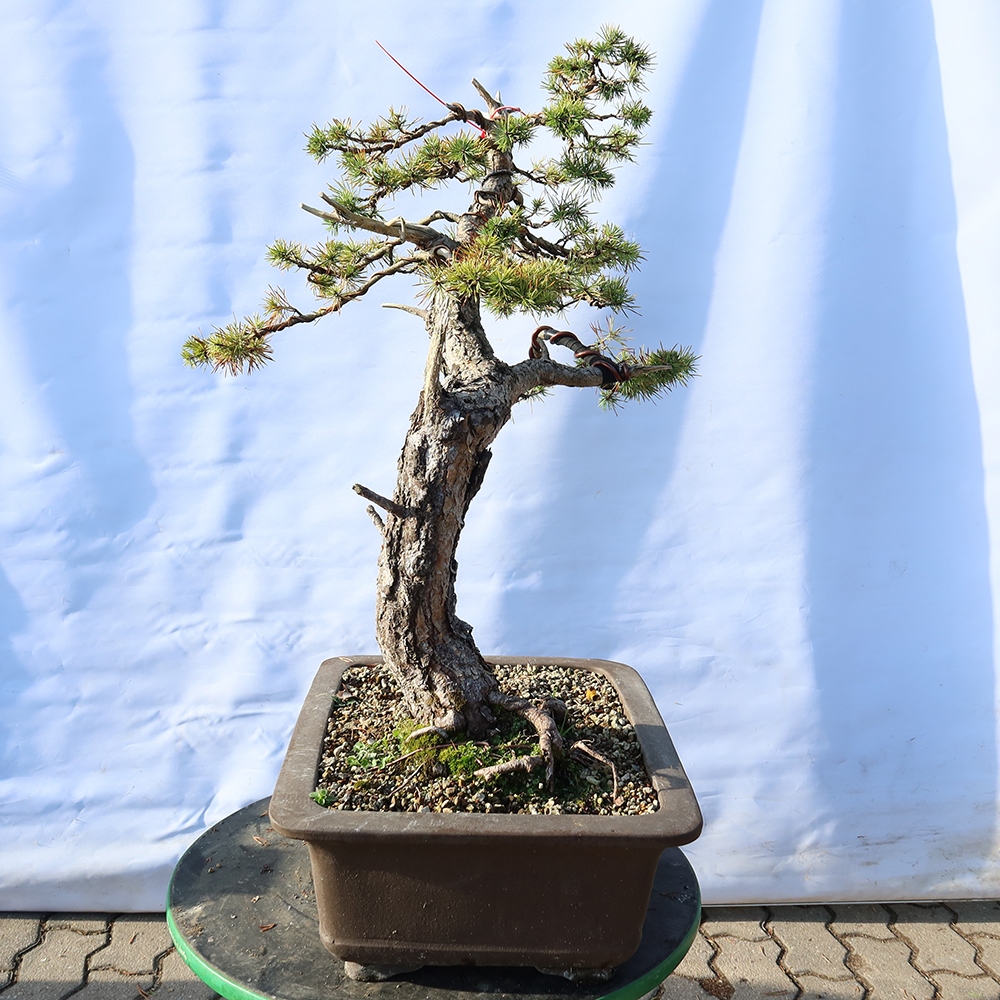 Pinus sylvestris Španielsko – borovica lesná