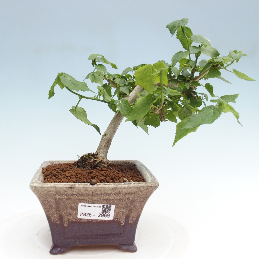 Izbová bonsai - Malvaviscus arboreus - ibištekovec drevnatý