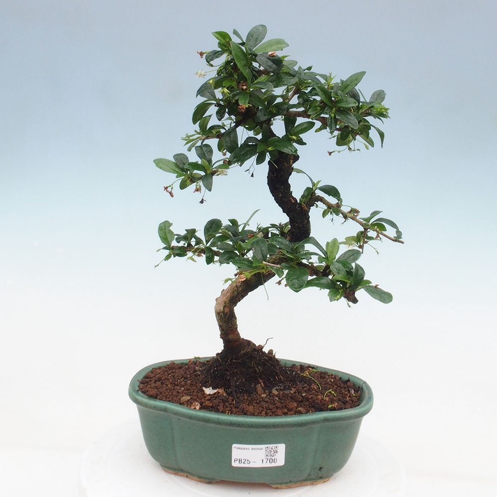 Izbová bonsai - Carmona macrophylla - Čaj fuki