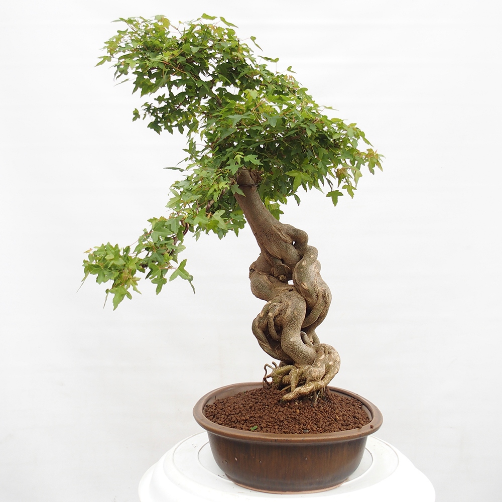 Vonkajšie bonsai - Javor Buergerianum - Javor Burgerův