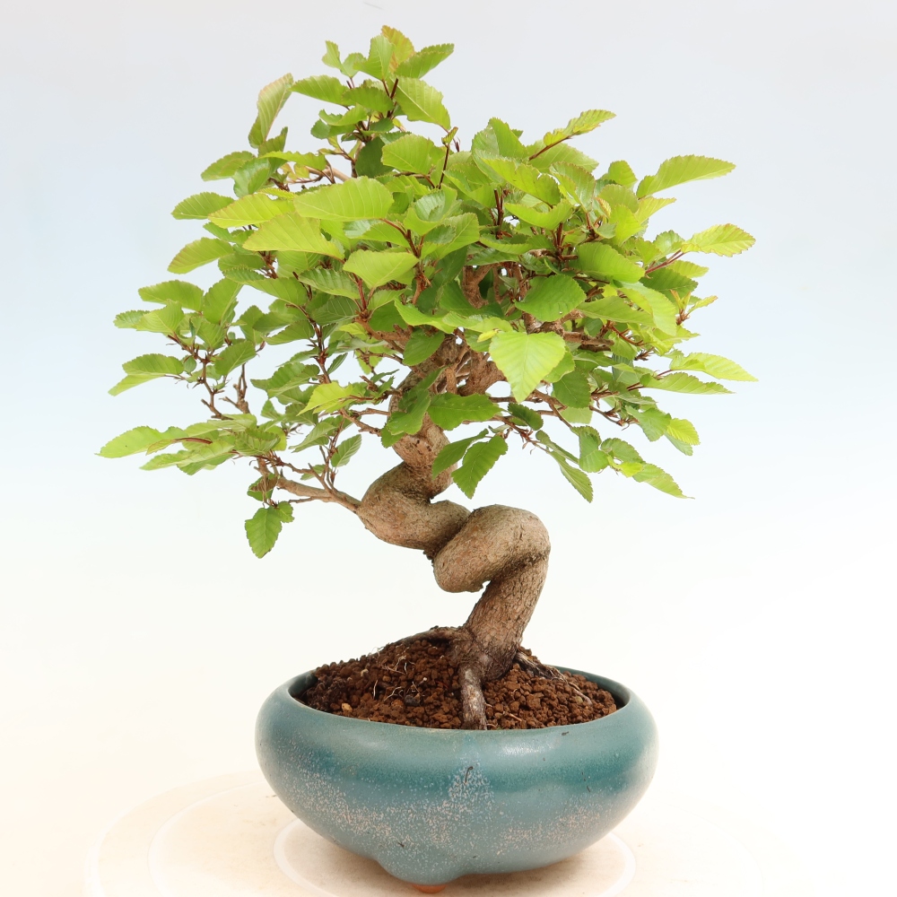 Vonkajší bonsaj -Carpinus coreana - Hrab kórejský