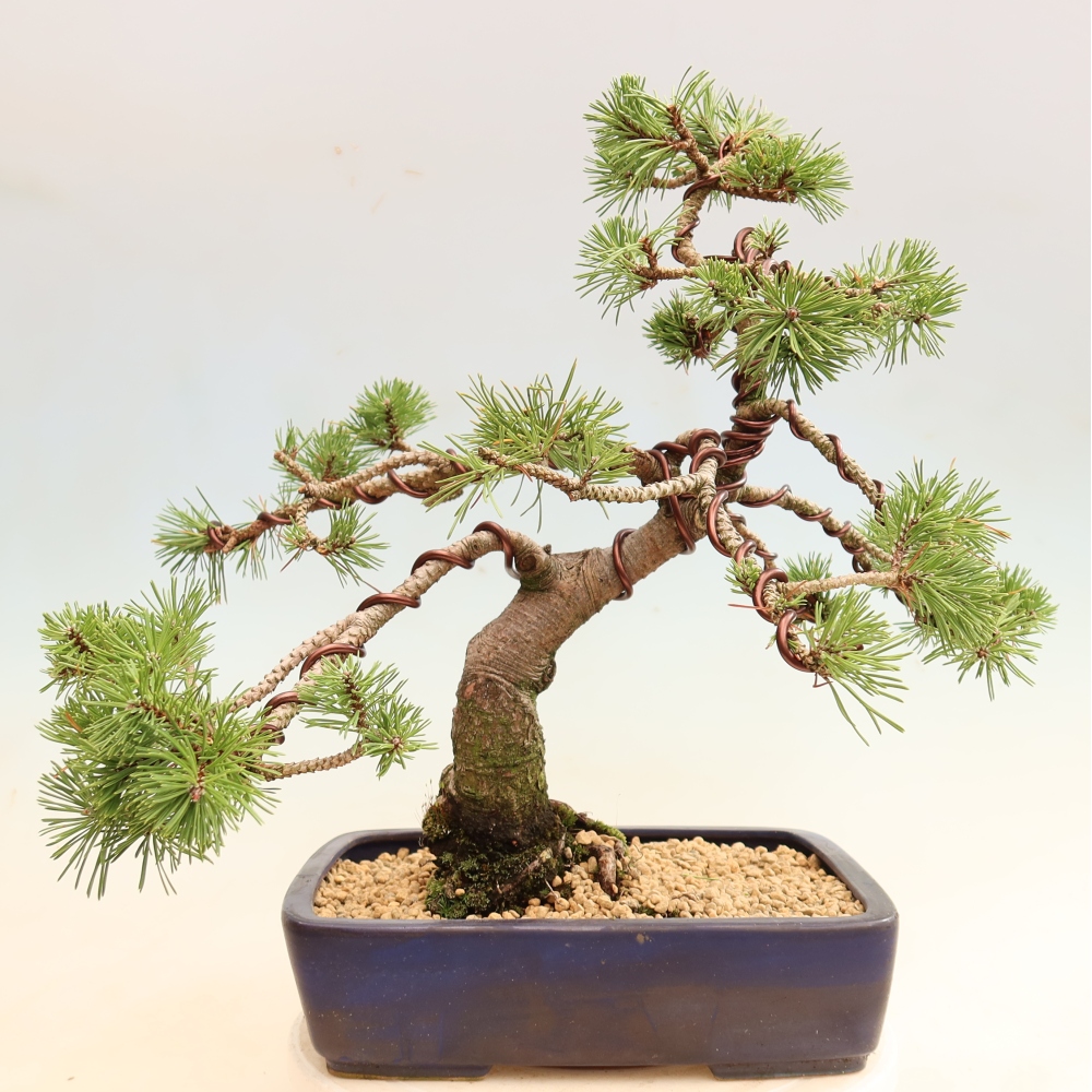 Vonkajšie bonsaje – Pinus mugo Humpy – borovica krivá